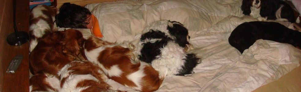 Dobrých psov sa všade veľa zmestí - aj do postele...